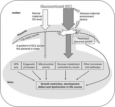 Life Course Impact of Glucocorticoids During Pregnancy on Muscle Development and Function